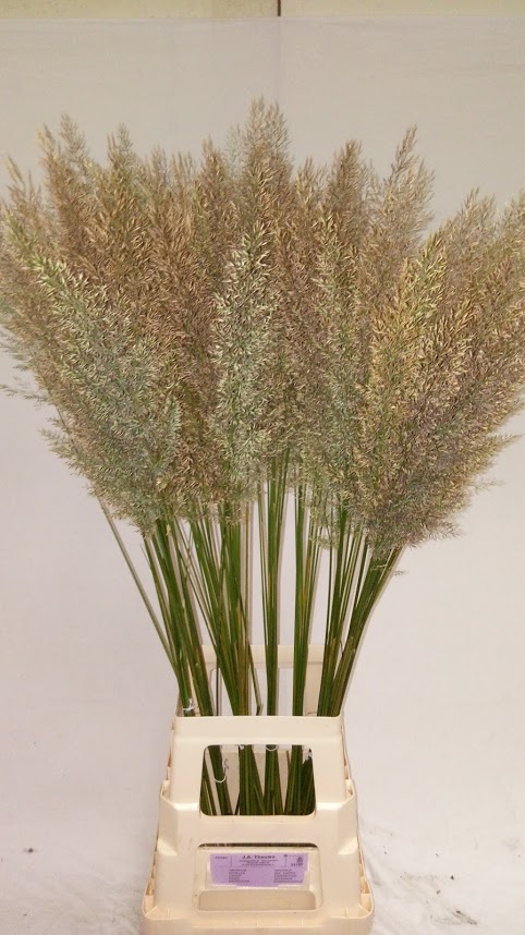 Calamagrostis select