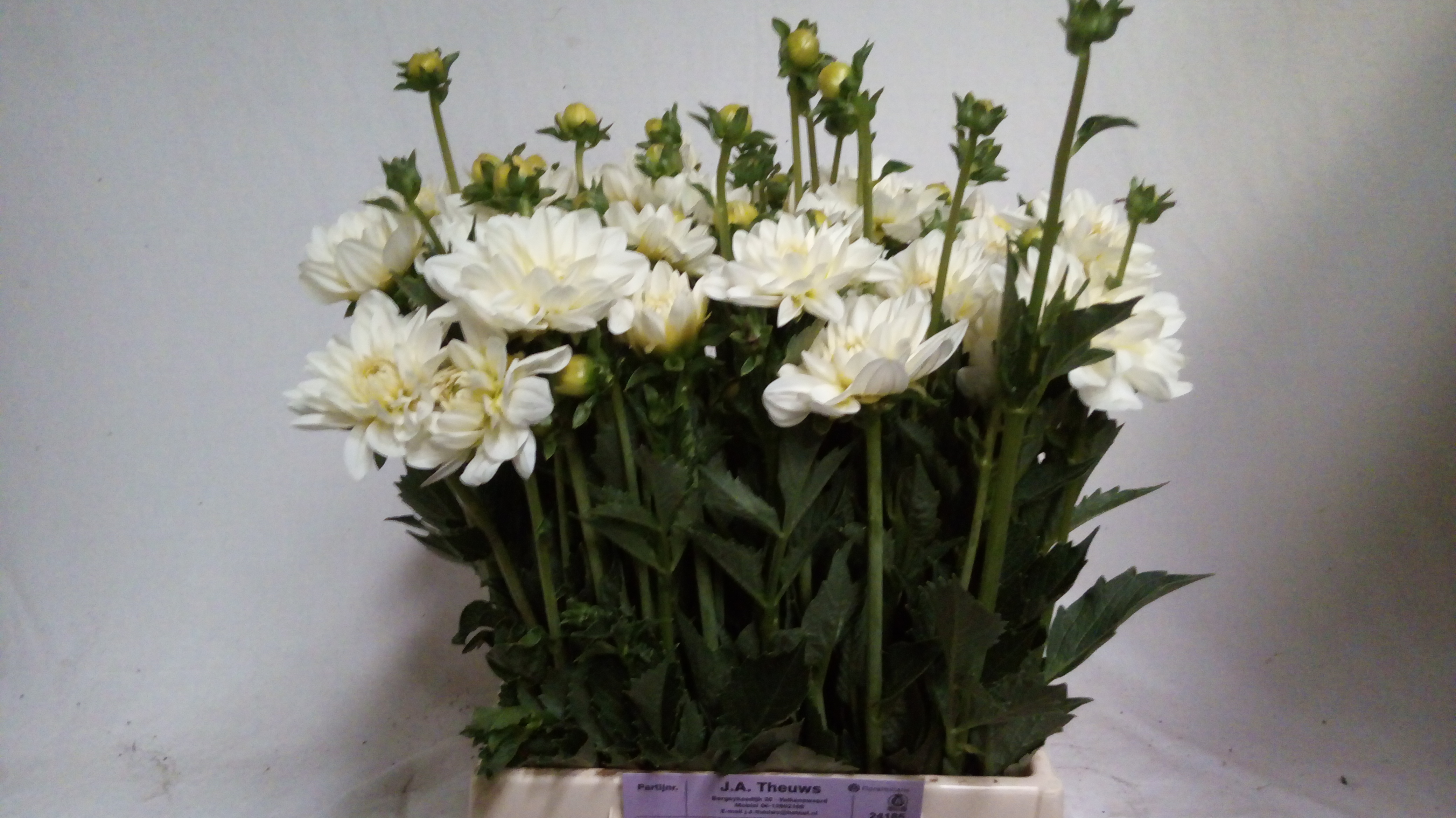 Dahlia White Onesta