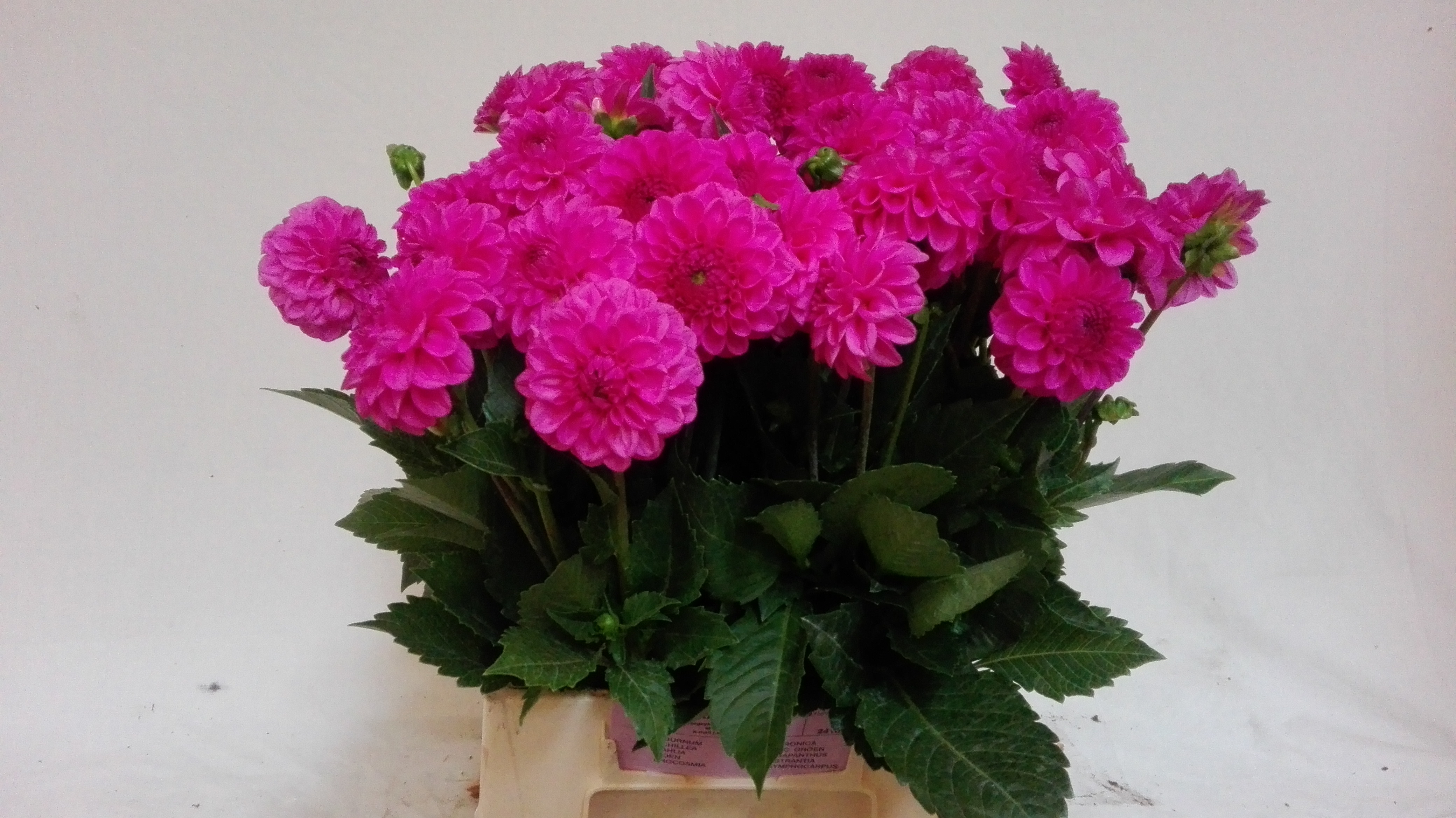 Dahlia Boy Scout