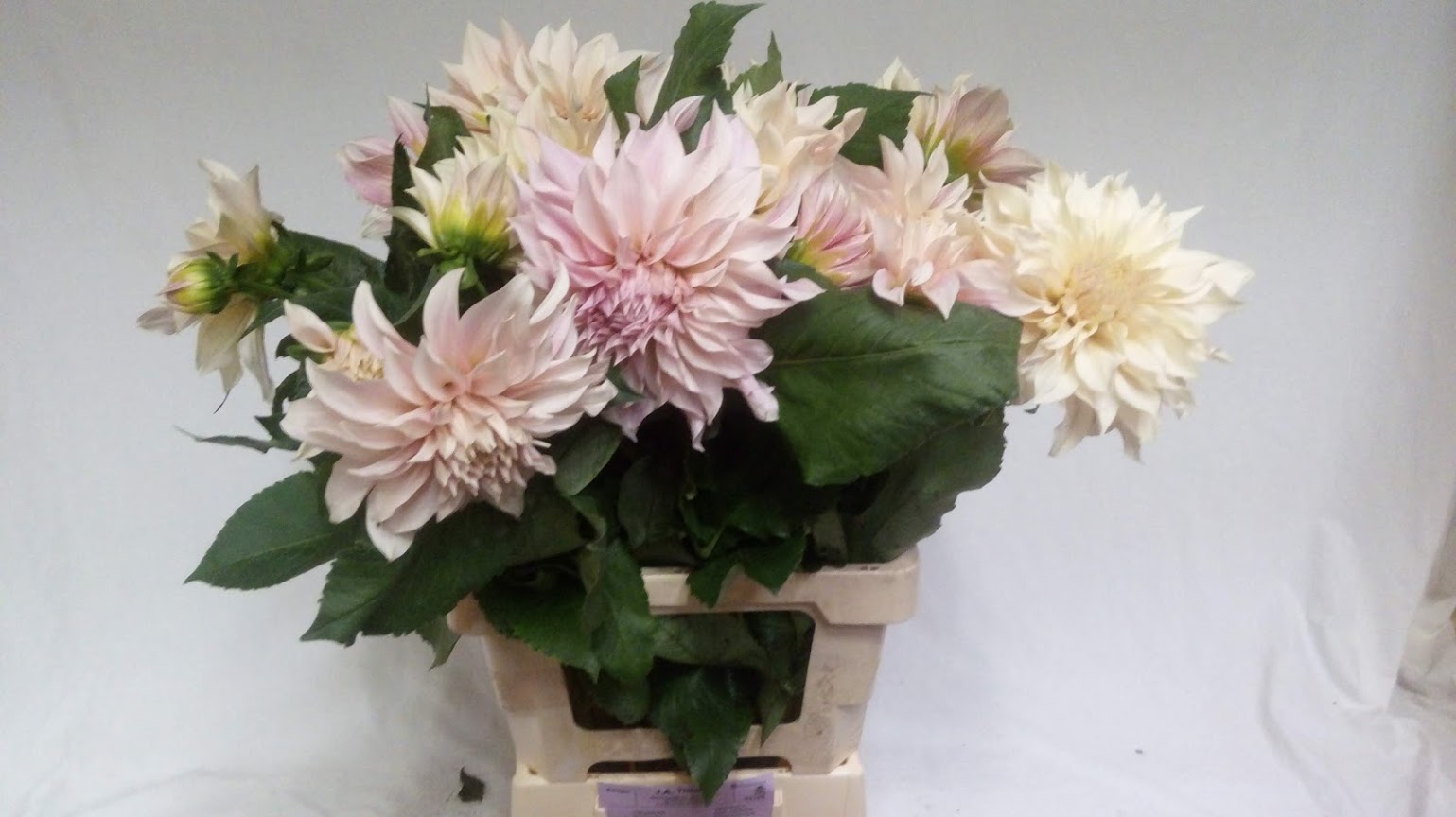 Dahlia Café au lait