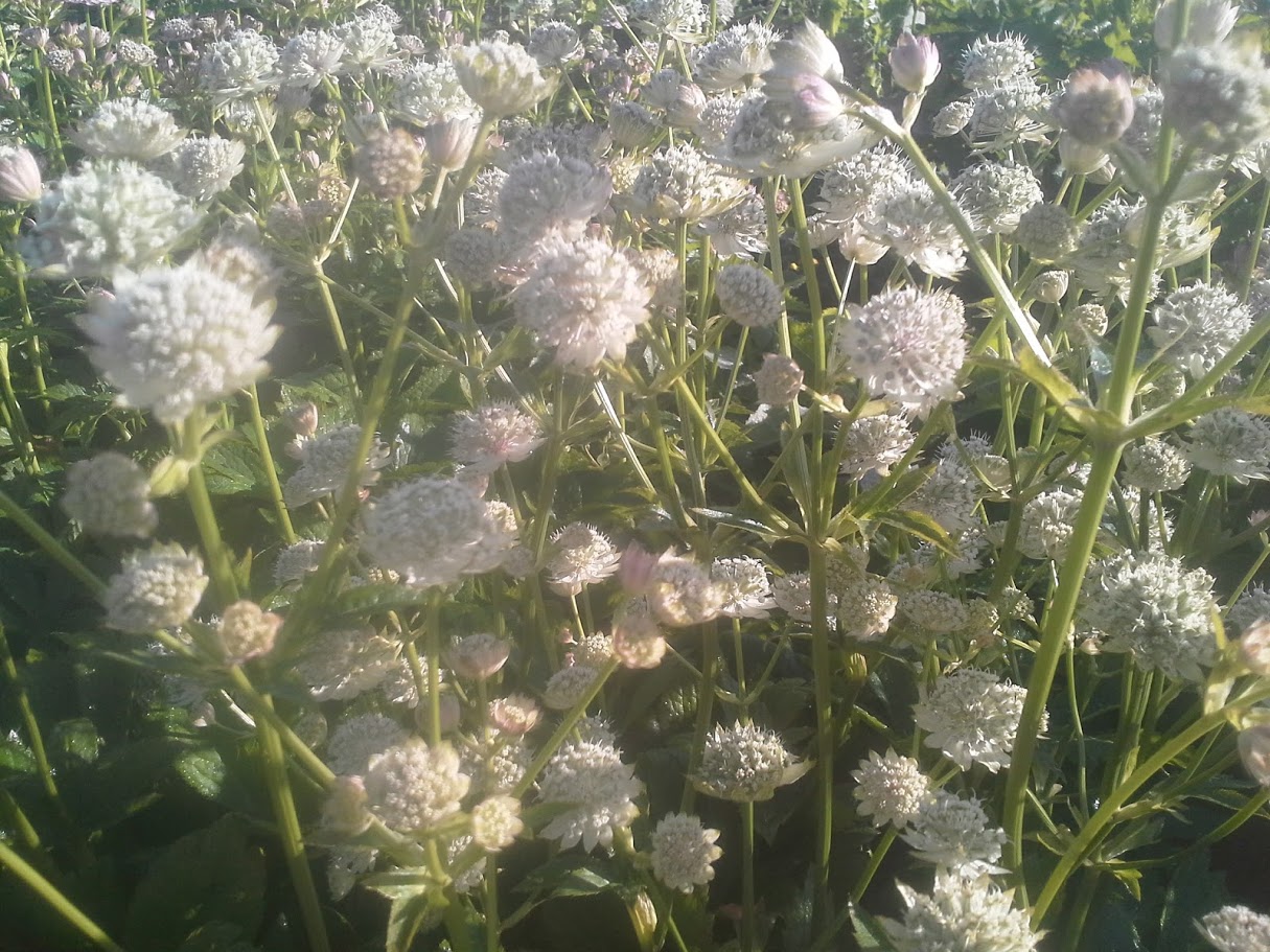 Astrantia major Snow Star