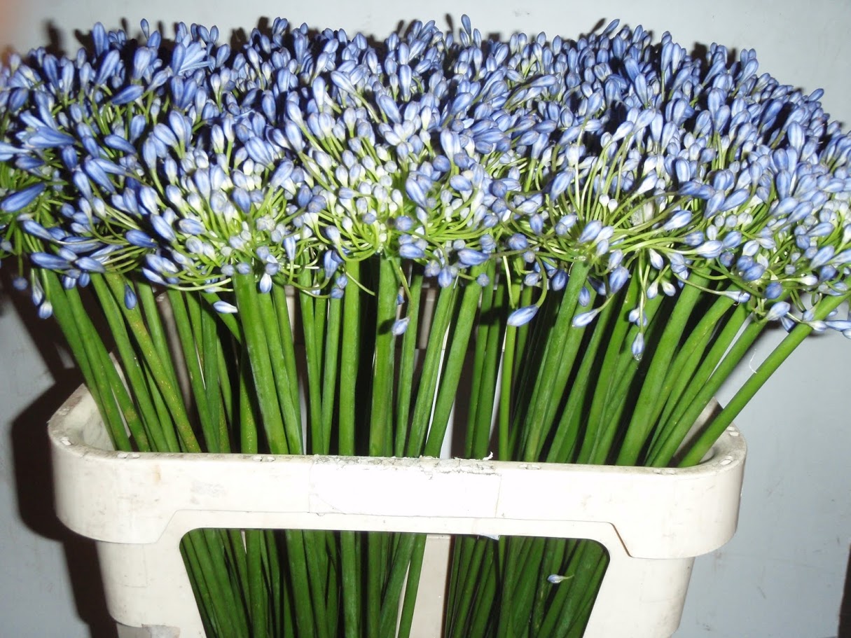 Agapanthus Donau