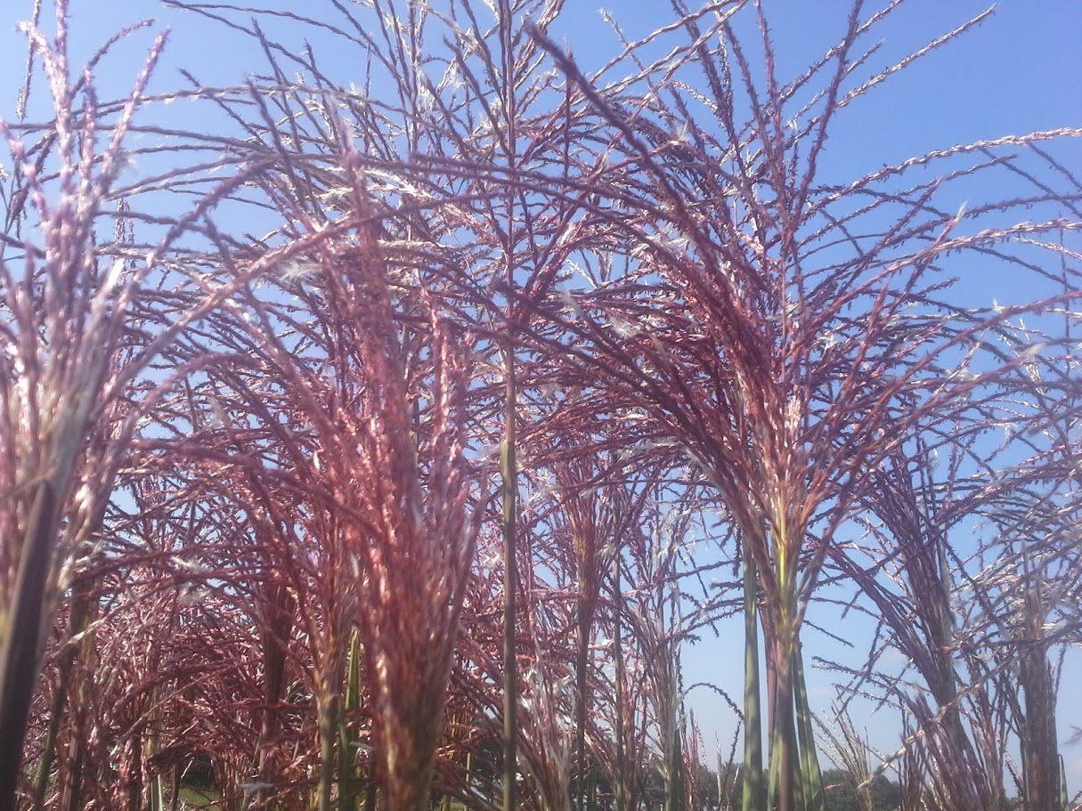 Miscanthus 