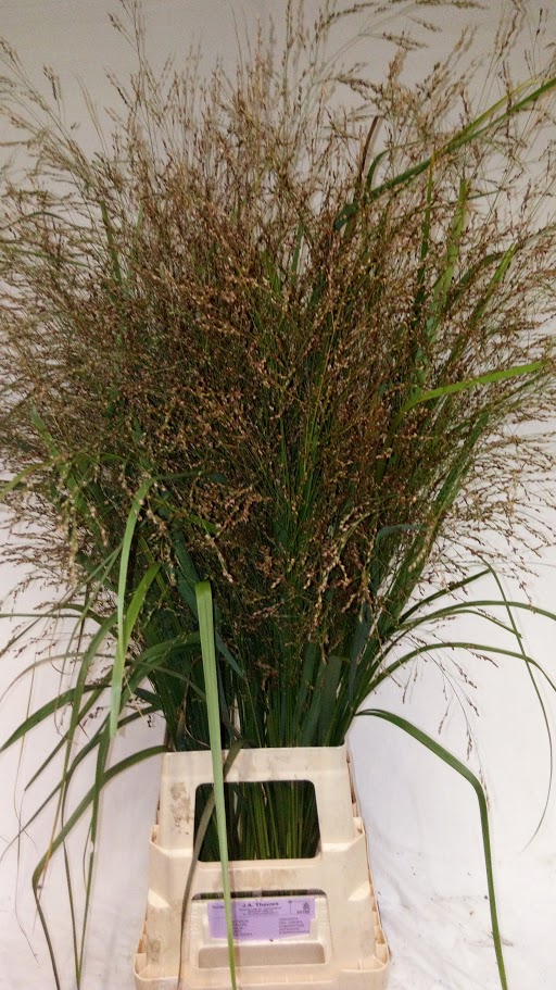 Panicum soorten