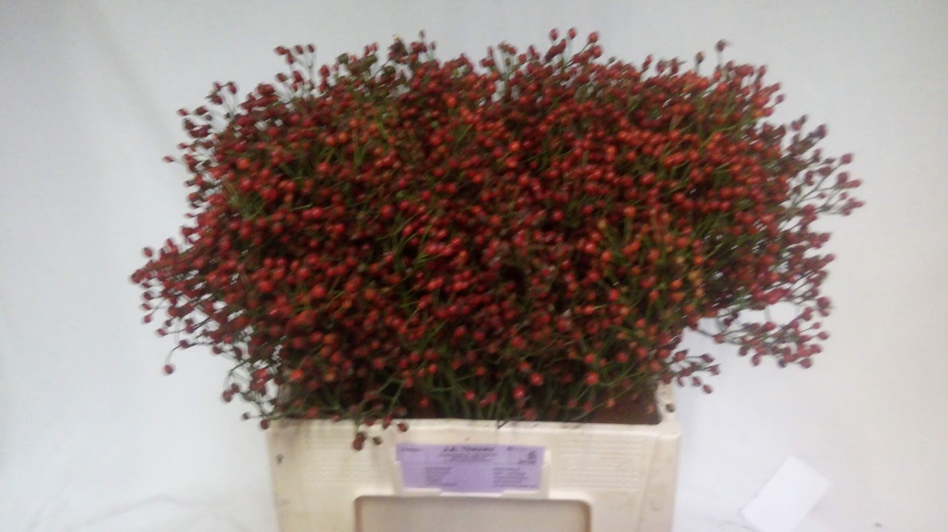 Rosa Plenty