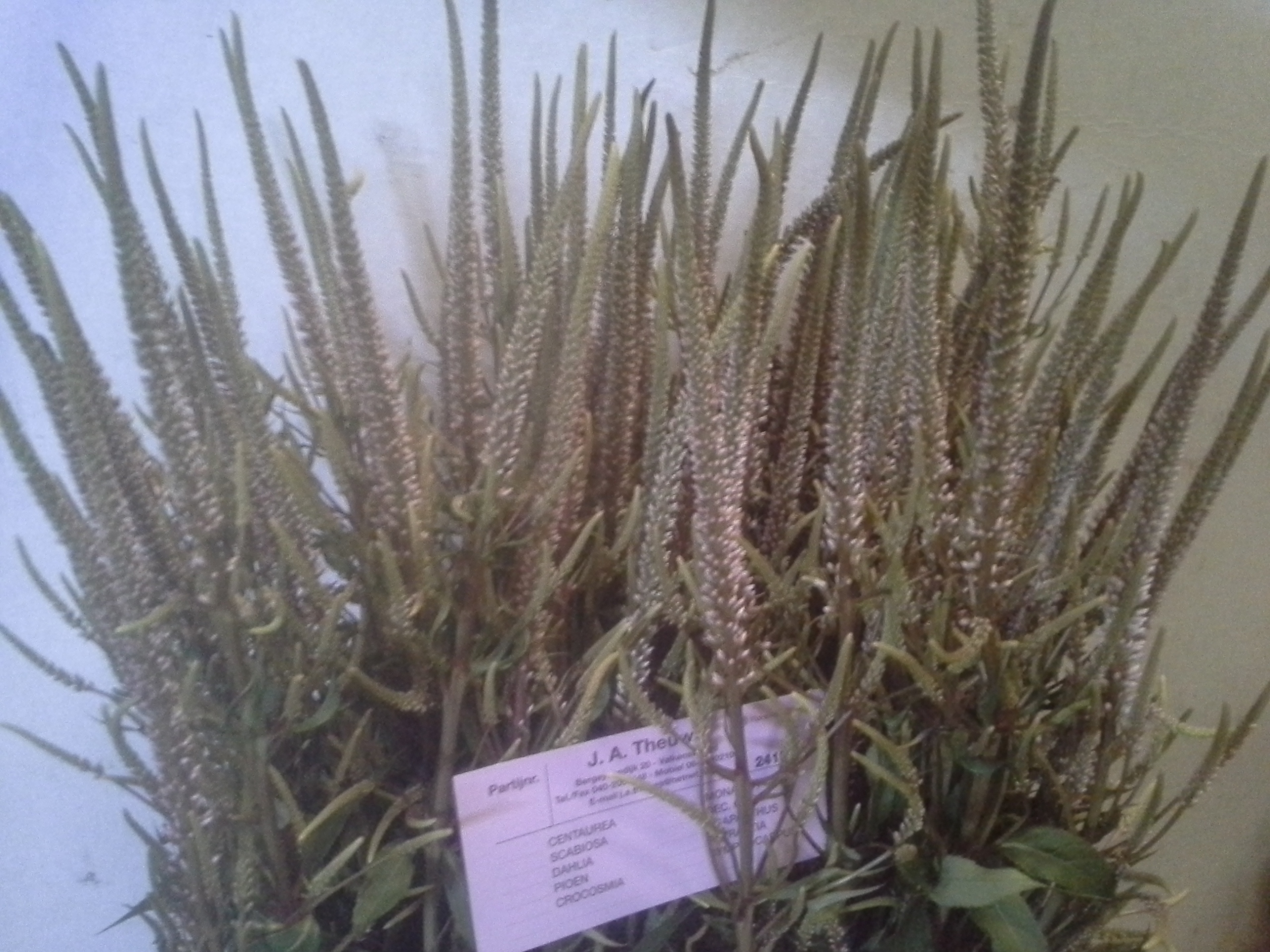 Veronicastrum Roseum